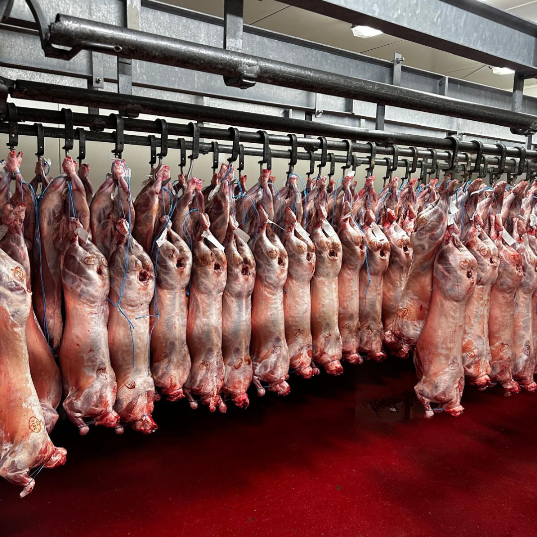 Lamskarkassen aan de haak in de koelcel van VGHAL